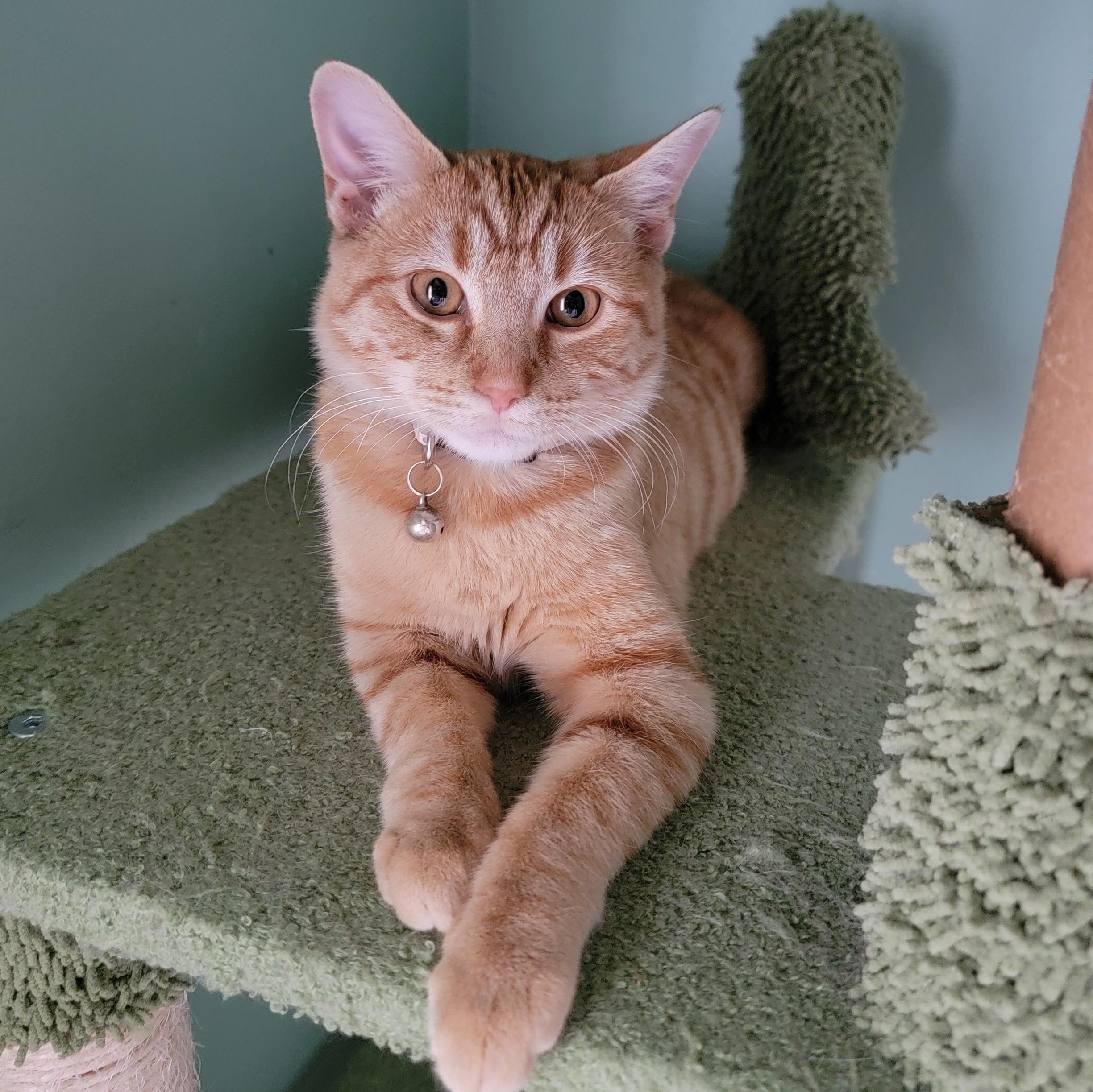 Enlarge Dexie, a Adopted mixed breed in Joliet, IL image 3/3