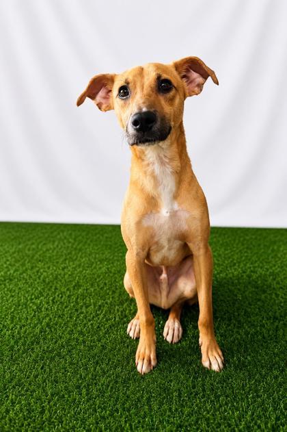Conrad, Adoptable, Adult Male Mixed Breed & Mixed Breed.