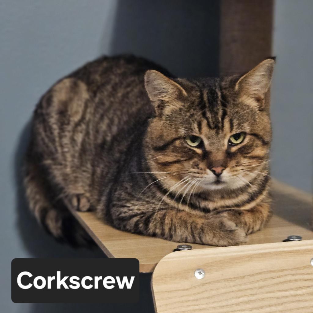 Enlarge Corkscrew, a Adoptable Domestic Short Hair in Nashville, TN image 1/1