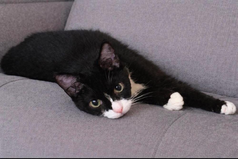 Enlarge Spideycat, a Adoptable mixed breed in Orlando, FL image 1/3