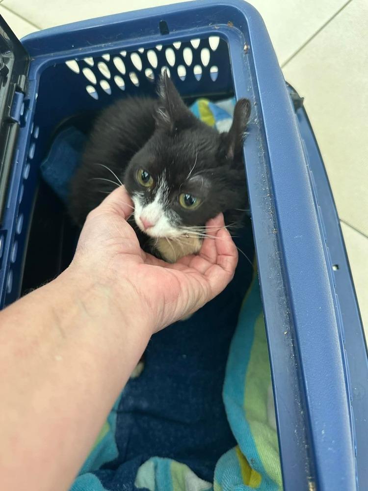 Enlarge Spideycat, a Adoptable mixed breed in Orlando, FL image 2/3