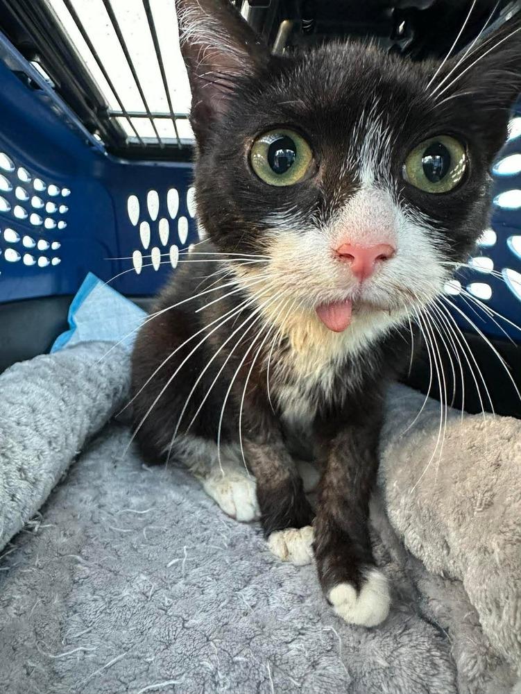 Enlarge Spideycat, a Adoptable mixed breed in Orlando, FL image 3/3