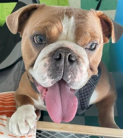 AVI BABA, a ADOPTABLE English Bulldog in Bonney Lake, WA image 2/3