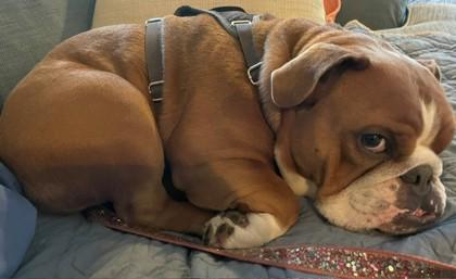 AVI BABA, a ADOPTABLE English Bulldog in Bonney Lake, WA image 3/3