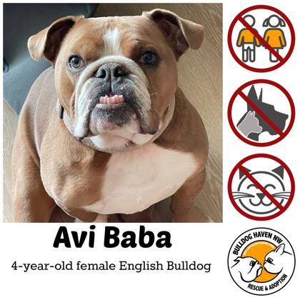 AVI BABA, ADOPTABLE, Adult Female English Bulldog.