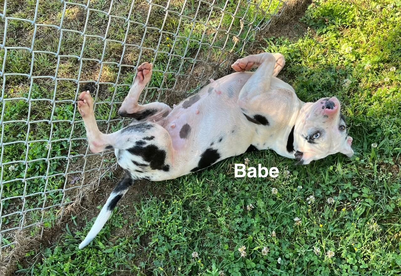 Babe thumbnail 1