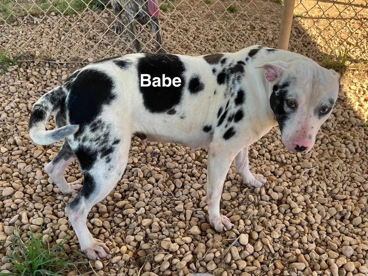Babe thumbnail 6