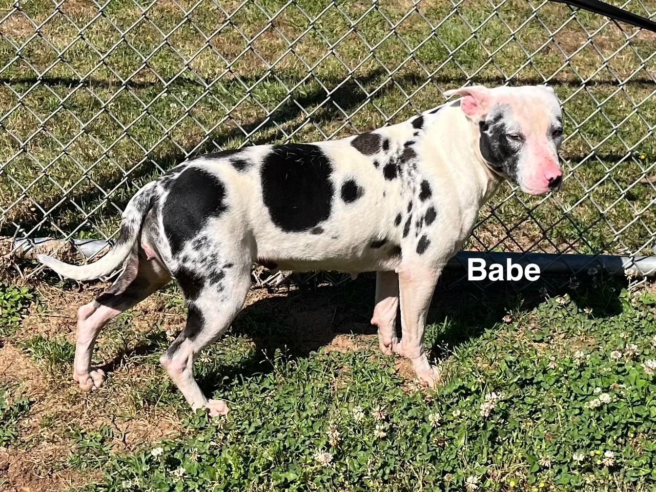 Babe thumbnail 4
