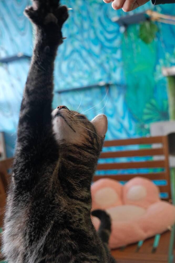 Wonka, Adoptable, Adult Male Domestic Short Hair.