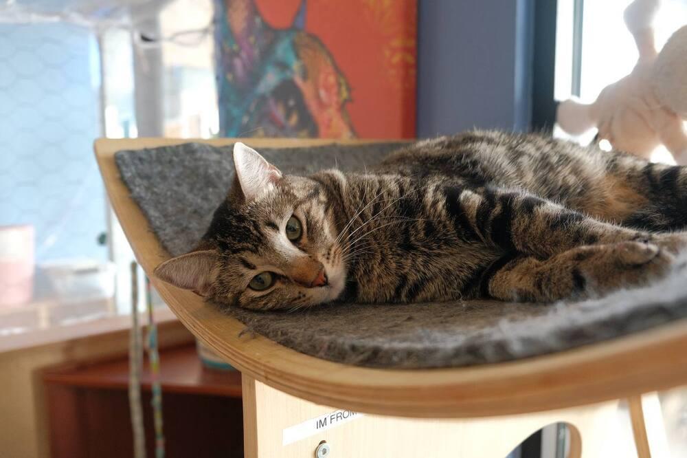 Enlarge Wonka, a Adoptable mixed breed in Lafayette, CO image 2/4