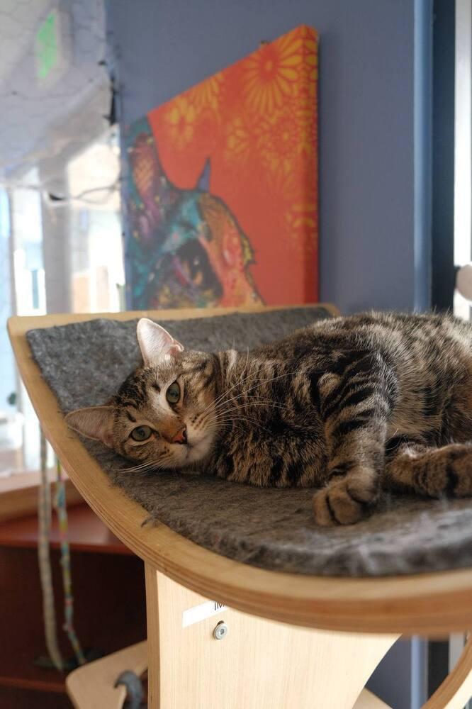 Enlarge Wonka, a Adoptable mixed breed in Lafayette, CO image 4/4