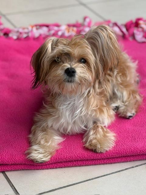 Enlarge Boo, a Adopted Morkie in Long Beach, NY image 1/3
