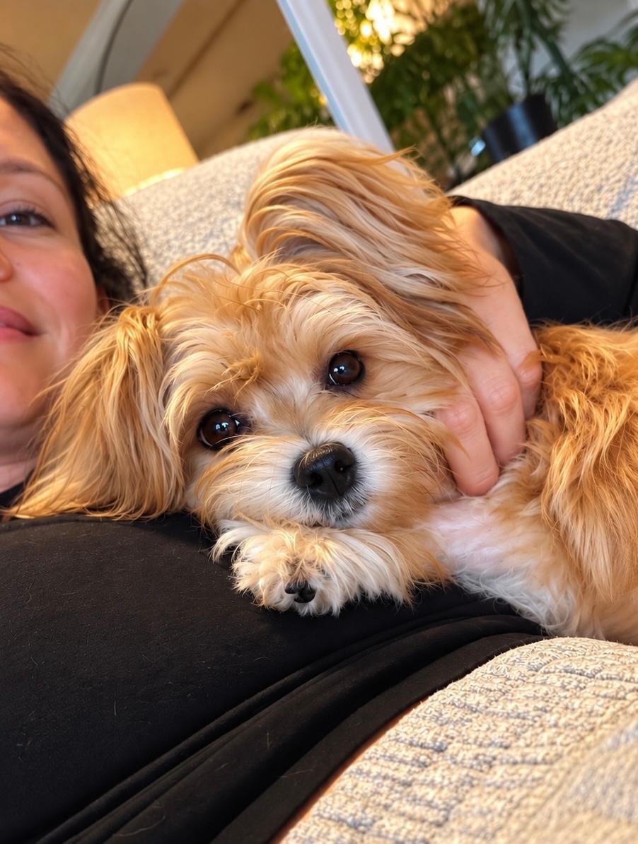 Enlarge Boo, a Adopted Morkie in Long Beach, NY image 3/3