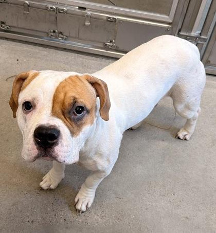 Enlarge Marina, an adopted mixed breed in Cleveland, OH image 1/1