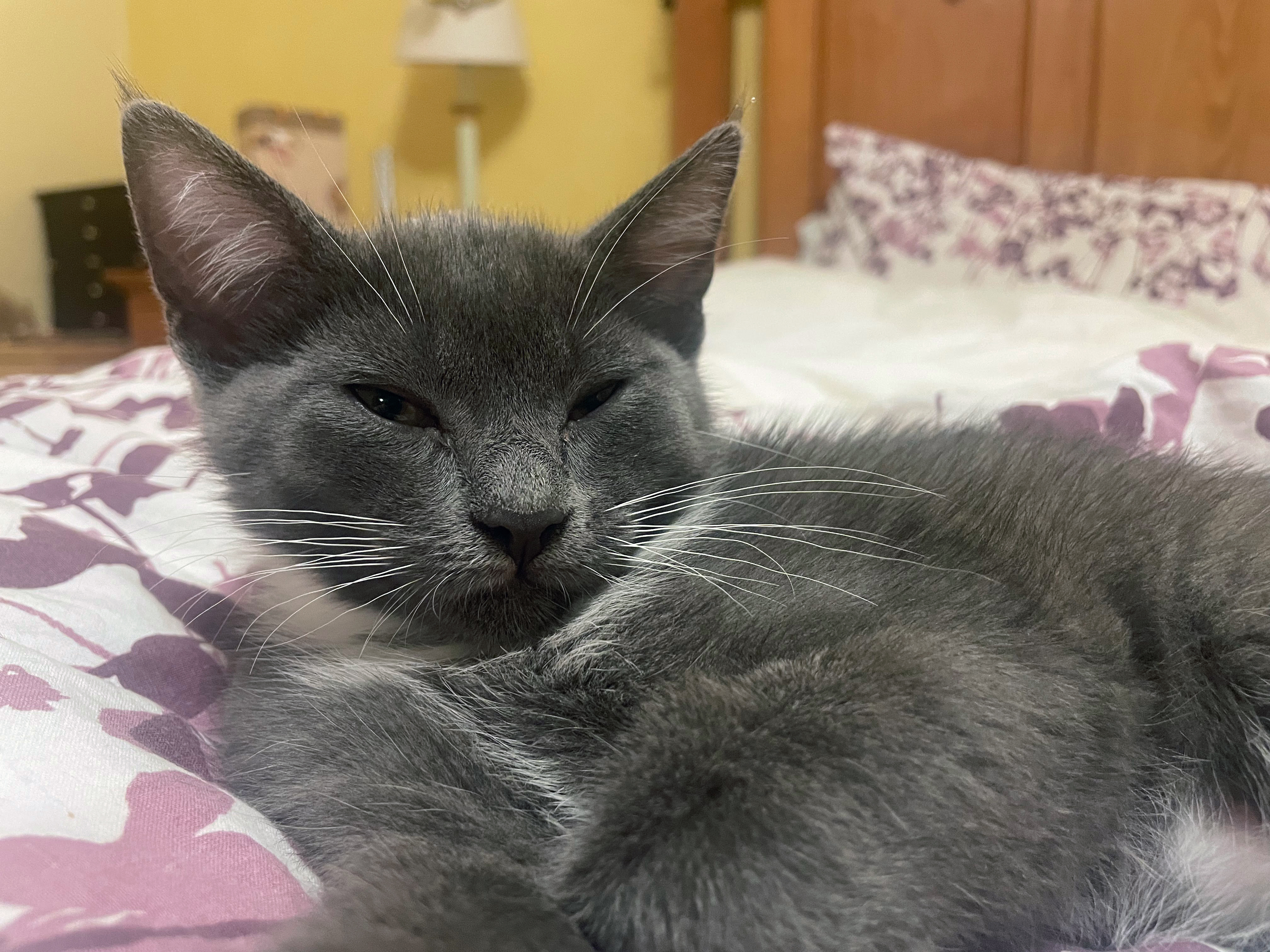 Ula, a Adopted mixed breed in Springfield, OR image 1/4