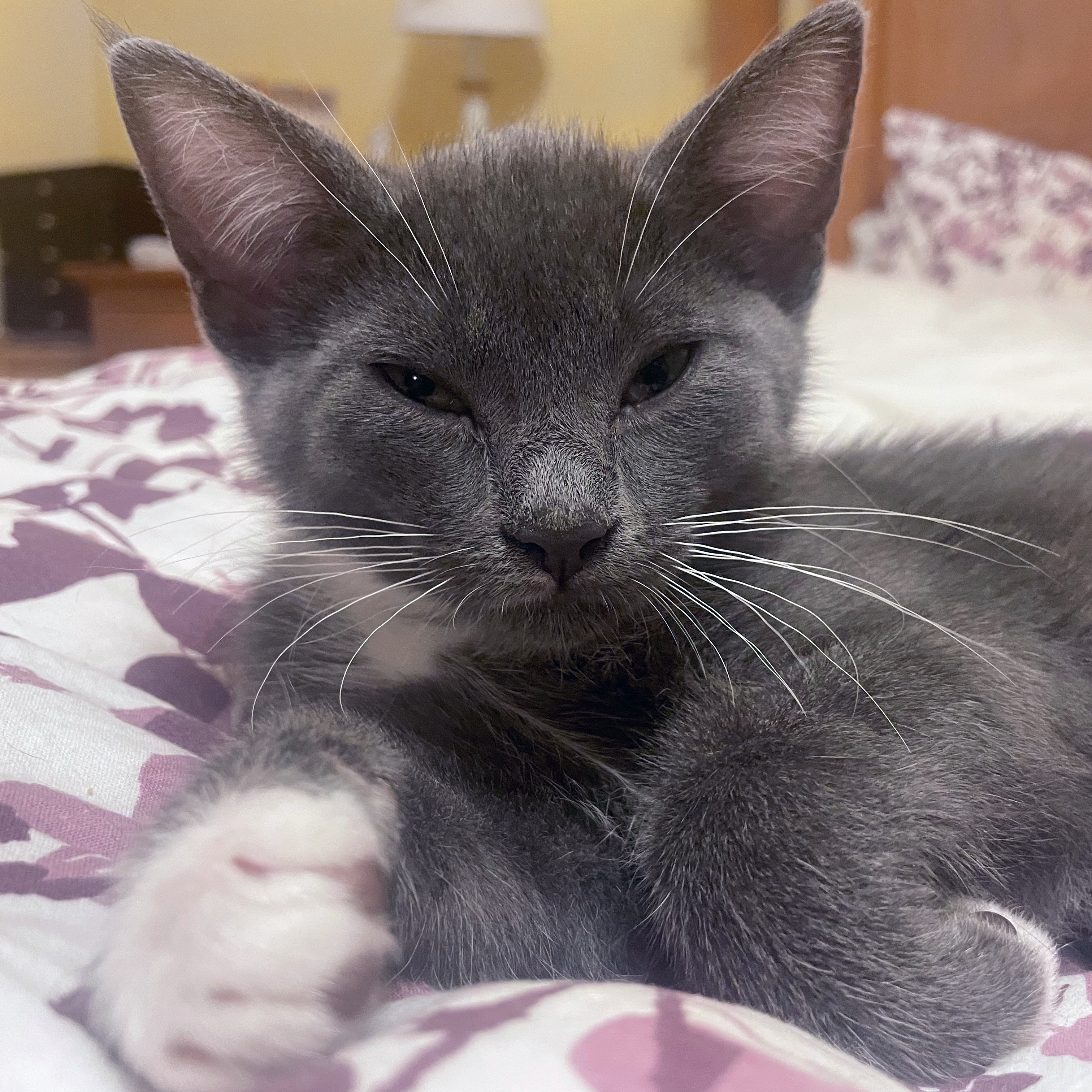 Ula, a Adopted mixed breed in Springfield, OR image 2/4