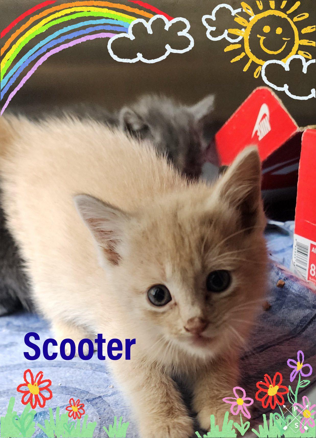 Scooter, Adoptable, Kitten Male Domestic Short Hair.