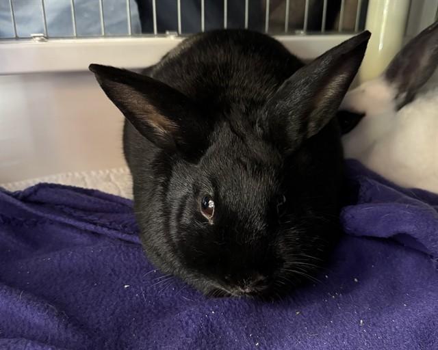 WANDA, Adoptable, Adult Female Bunny Rabbit.