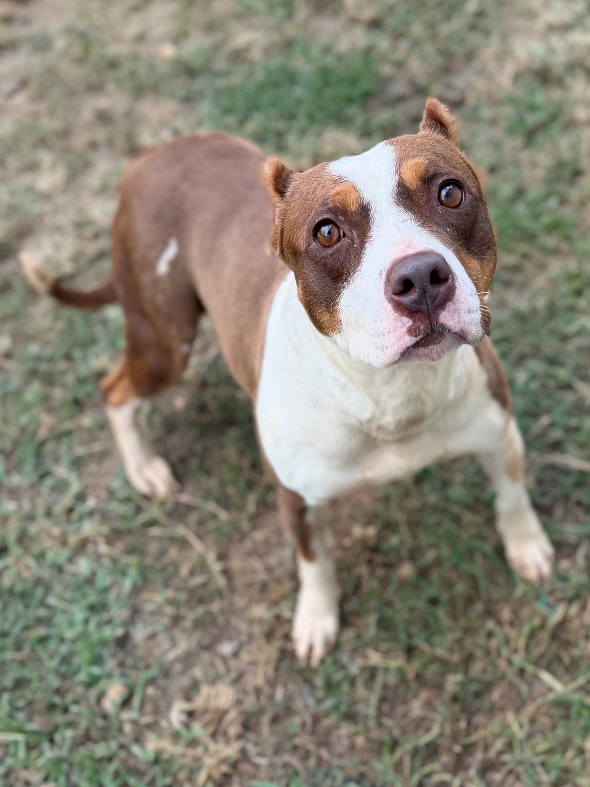Enlarge Rue, a ADOPTABLE Mixed Breed in Summerdale, AL image 1/1