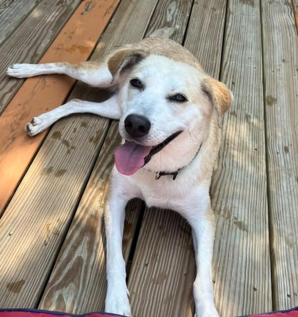 Enlarge Lulu, a ADOPTABLE mixed breed in Cleveland, TN image 3/3