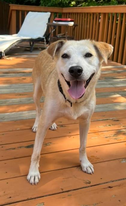 Enlarge Lulu, a ADOPTABLE mixed breed in Cleveland, TN image 1/3