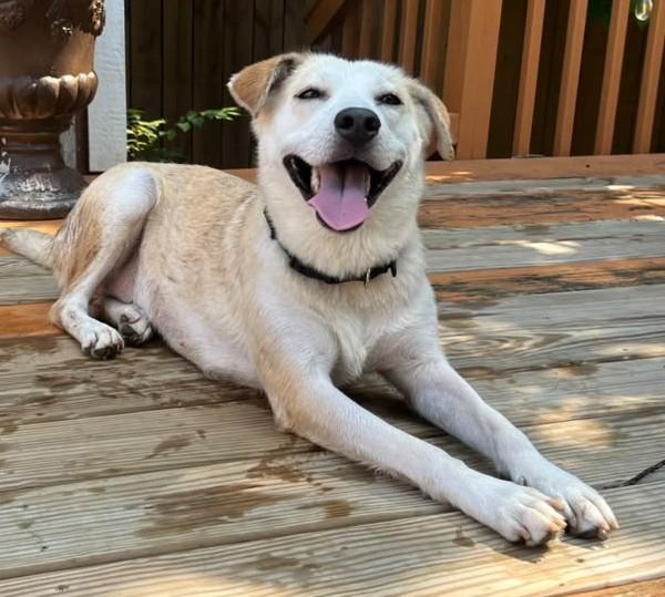 Enlarge Lulu, a ADOPTABLE mixed breed in Cleveland, TN image 2/3