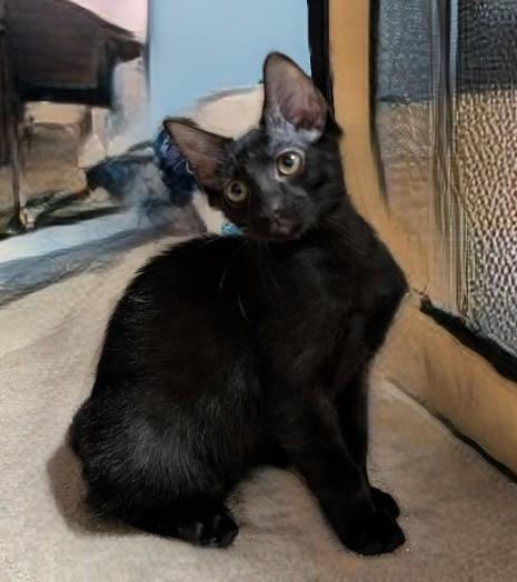 Enlarge Fart Squirrel, an adopted Domestic Short Hair in Lake Orion, MI image 2/2