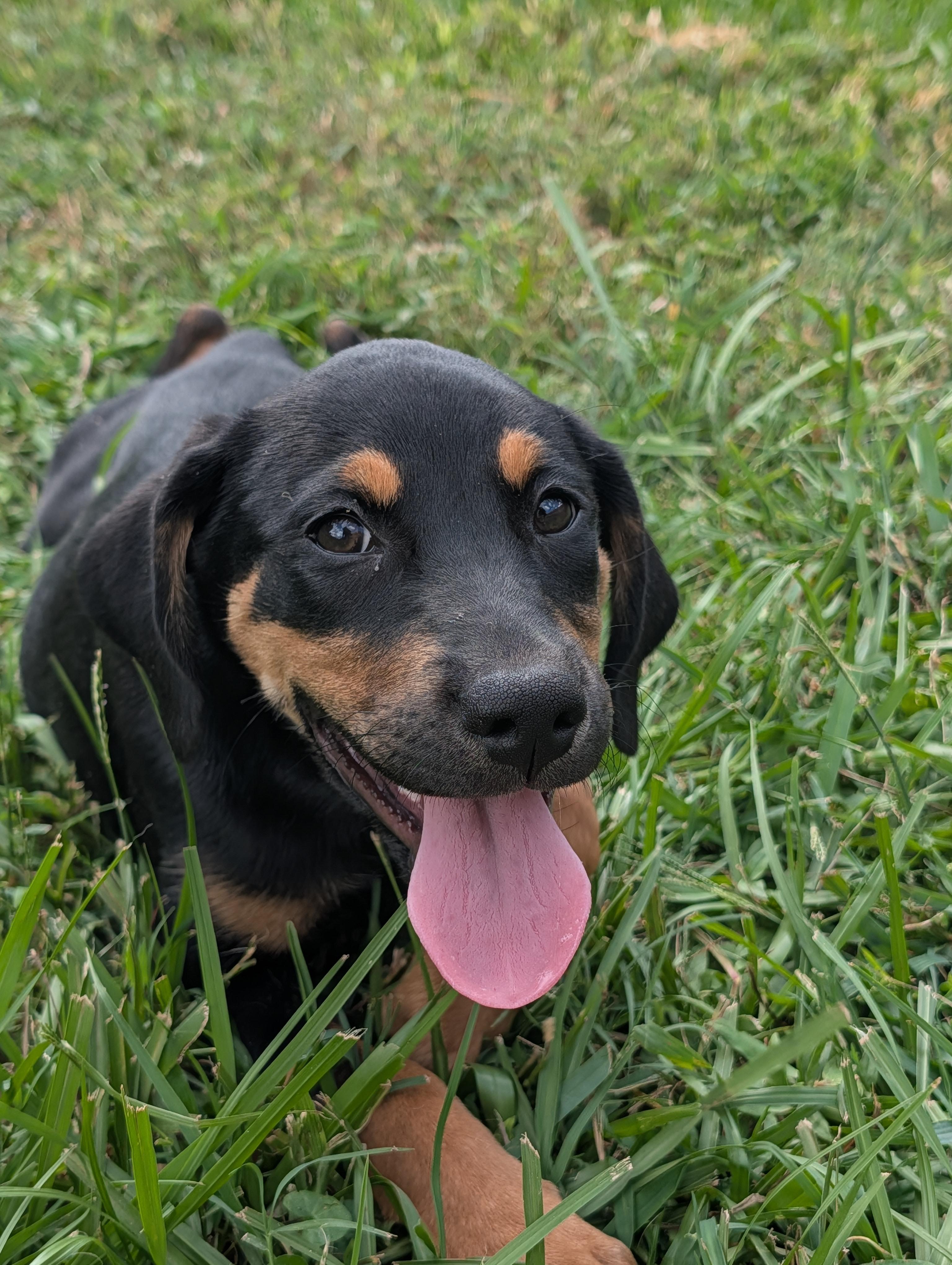 Enlarge Rochelle, a Adopted mixed breed in Baton Rouge, LA image 3/3