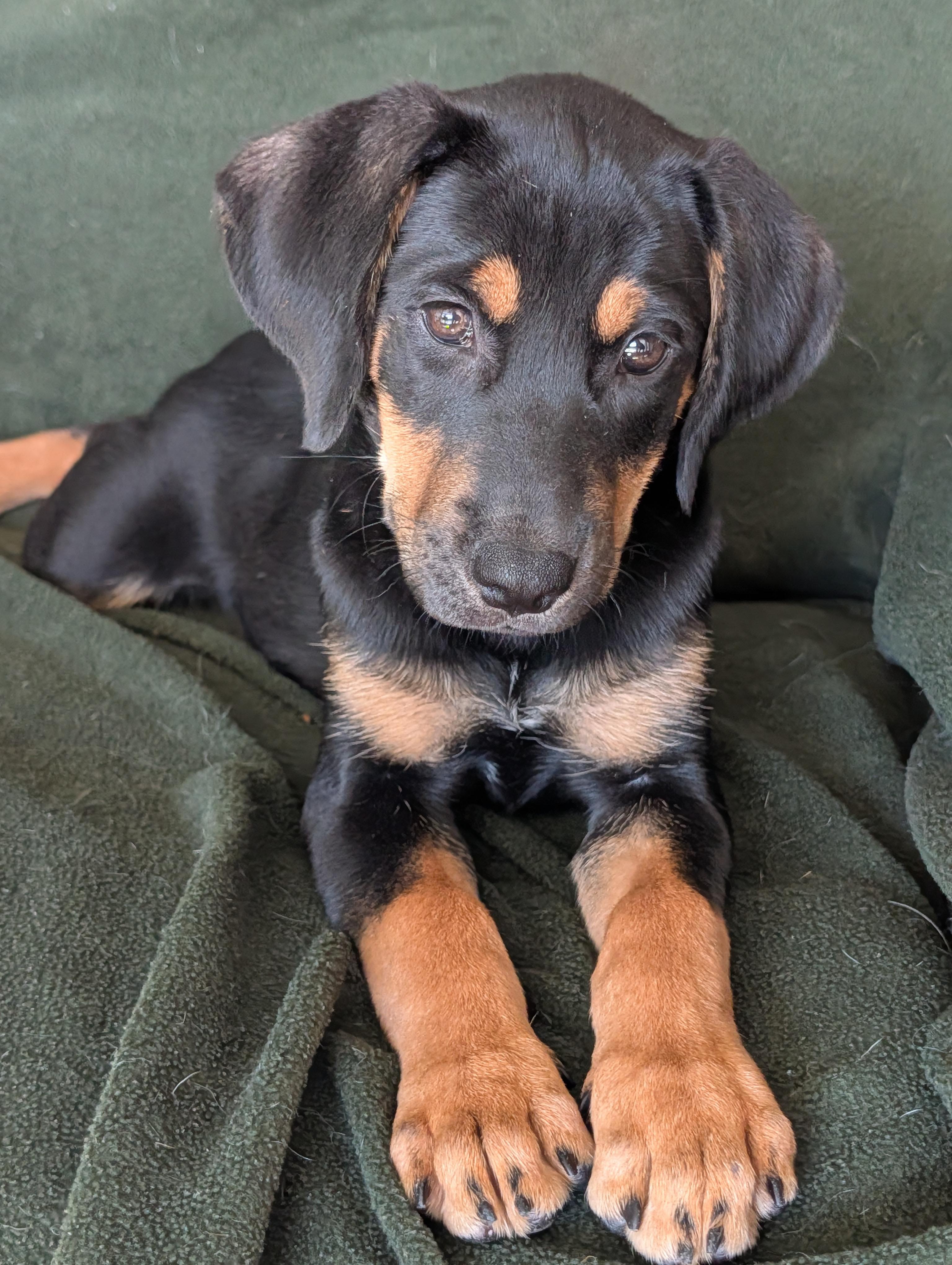 Enlarge Rochelle, a Adopted mixed breed in Baton Rouge, LA image 2/3