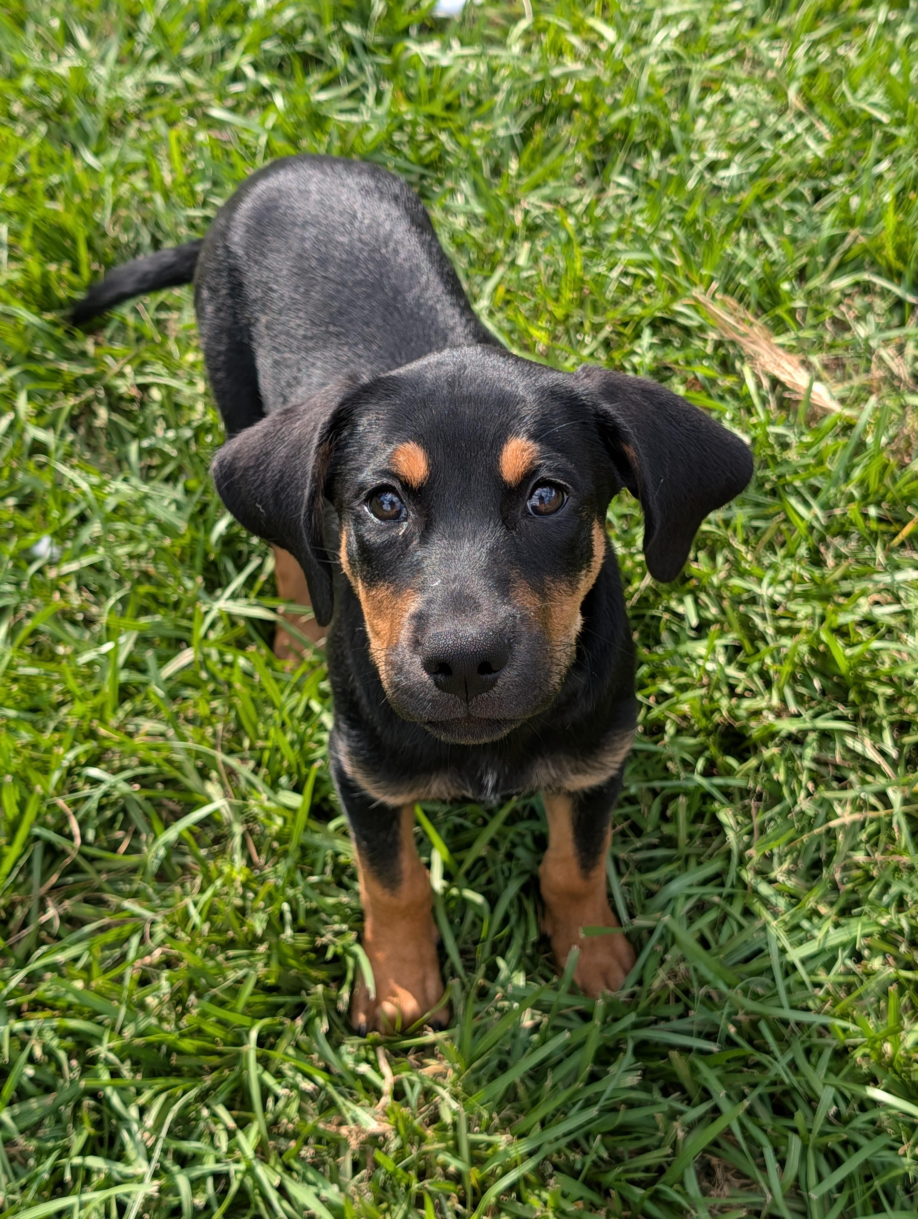 Enlarge Rochelle, a Adopted mixed breed in Baton Rouge, LA image 1/3