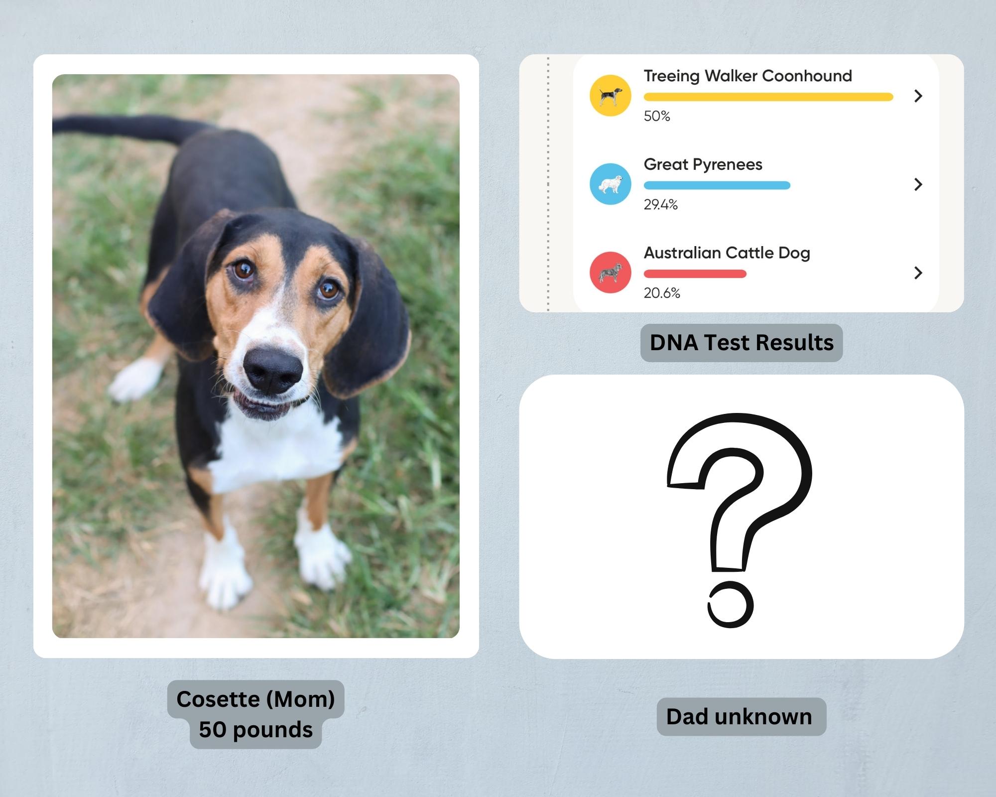 Corrado, a Adoptable mixed breed in Lancaster, OH image 2/2