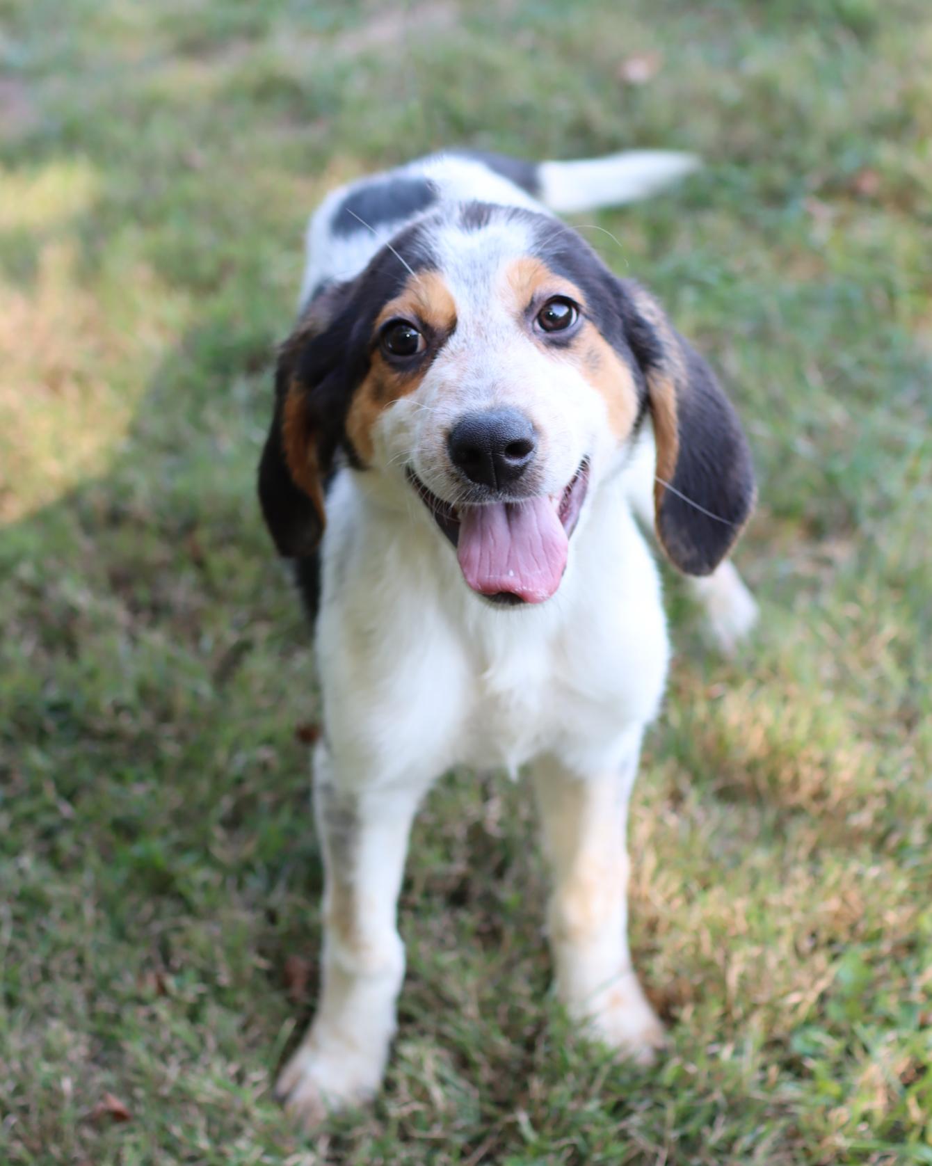 Corrado, Adoptable, Puppy Male Hound.