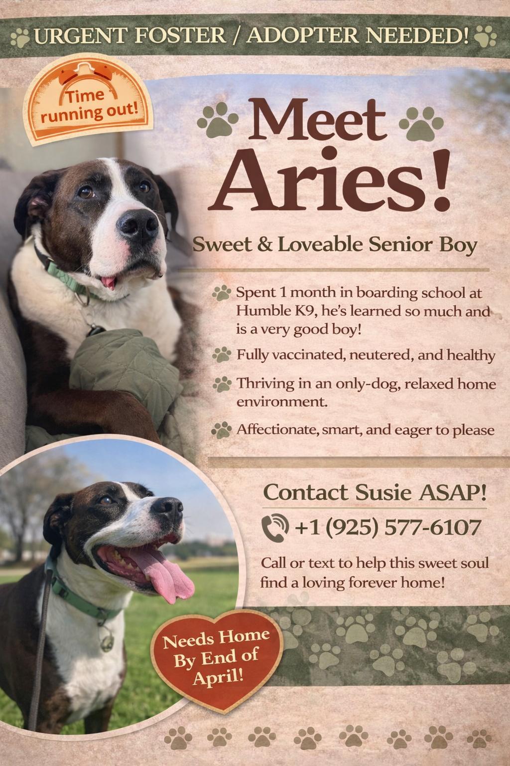 Aries, ADOPTABLE, Senior Male American Staffordshire Terrier & American Bulldog.