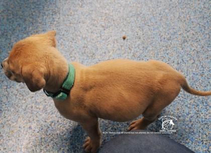 THEODORE, Adoptable, Puppy Male German Shepherd Dog & Pit Bull Terrier.