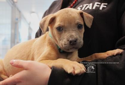 THEODORE, Adoptable, Puppy Male German Shepherd Dog & Pit Bull Terrier.