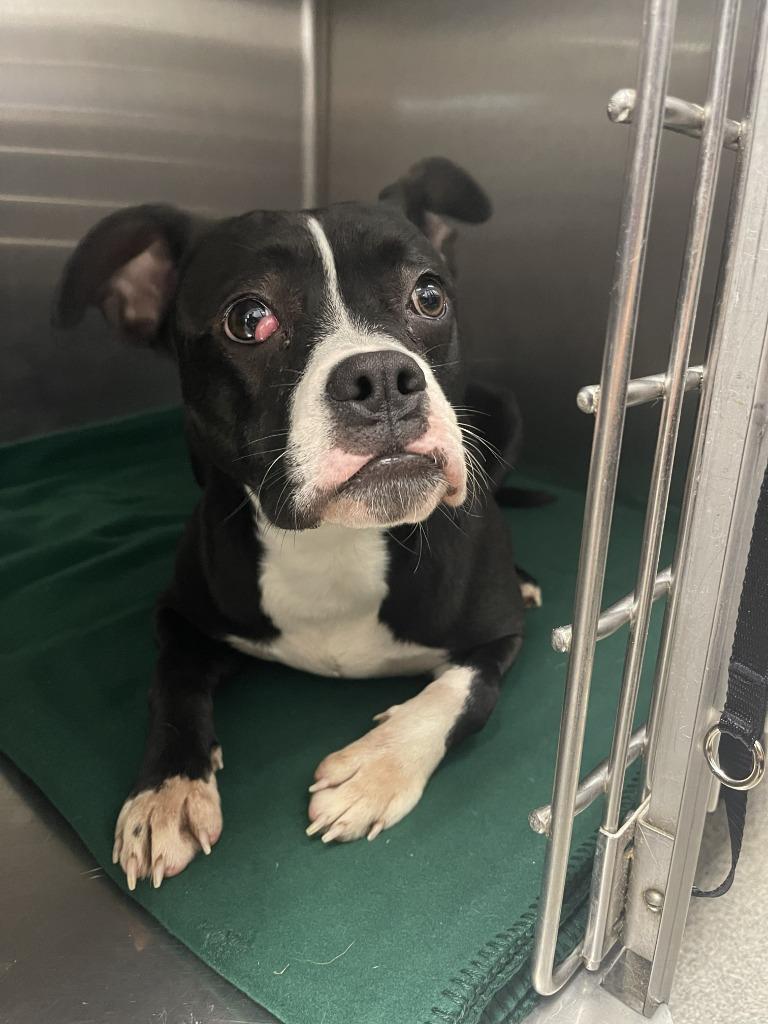 SAMI, Adoptable, Young Female Boston Terrier.
