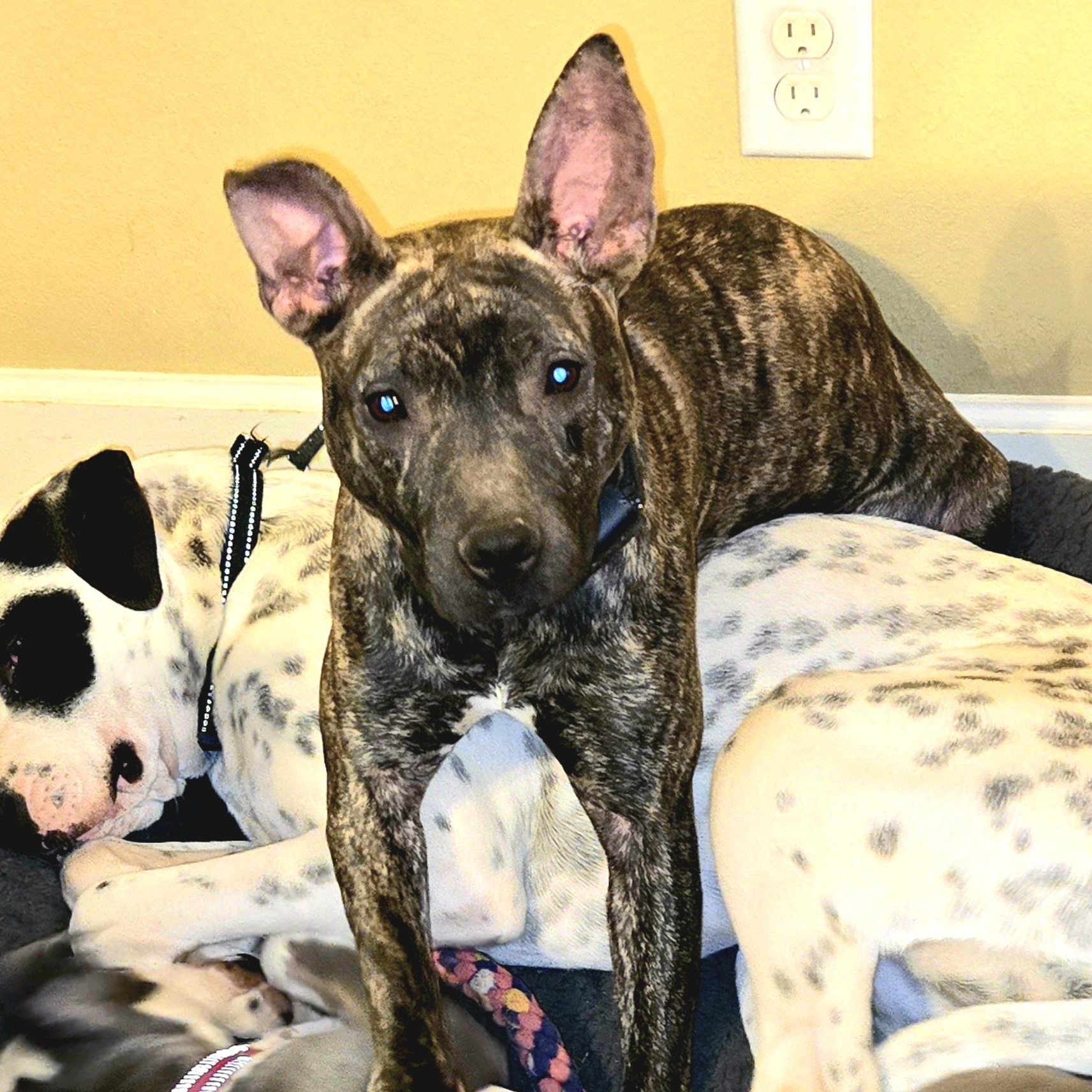 Enlarge Izzy, a Adoptable mixed breed in Plantsville, CT image 3/5