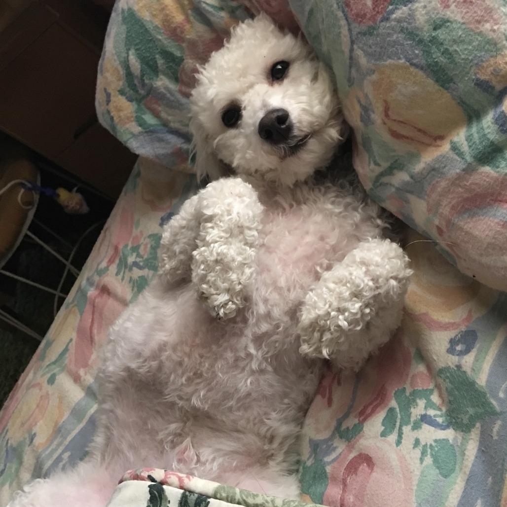 Teddy, Adoptable, Senior Male Bichon Frise.