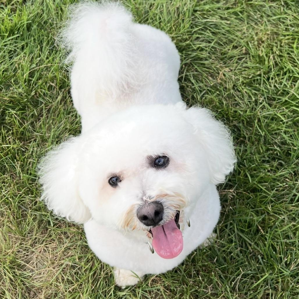 Teddy, a Adoptable Bichon Frise in Edwards, IL image 2/2