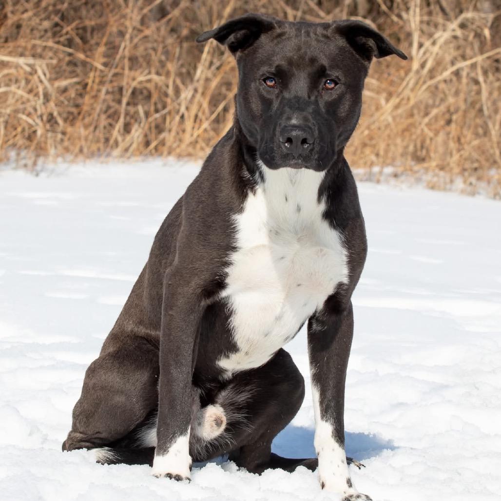 Rouse, Adoptable, Adult Male Labrador Retriever & Pit Bull Terrier.