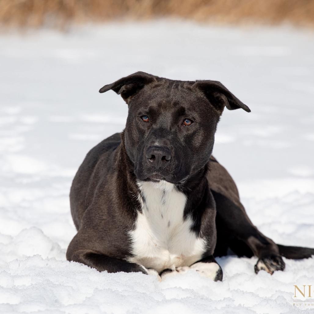 Rouse, a Adoptable mixed breed in Henderson, KY image 2/5