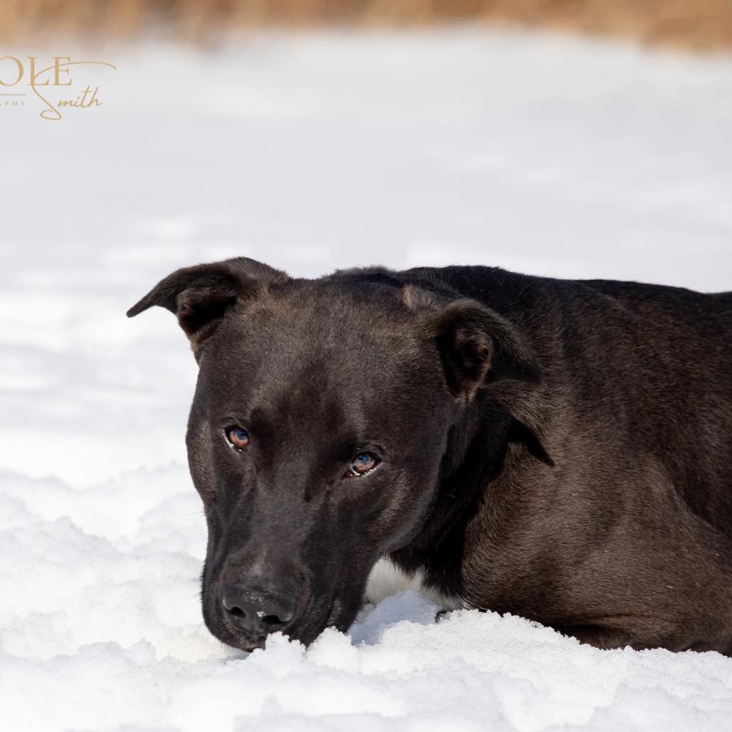 Rouse, a Adoptable mixed breed in Henderson, KY image 3/5
