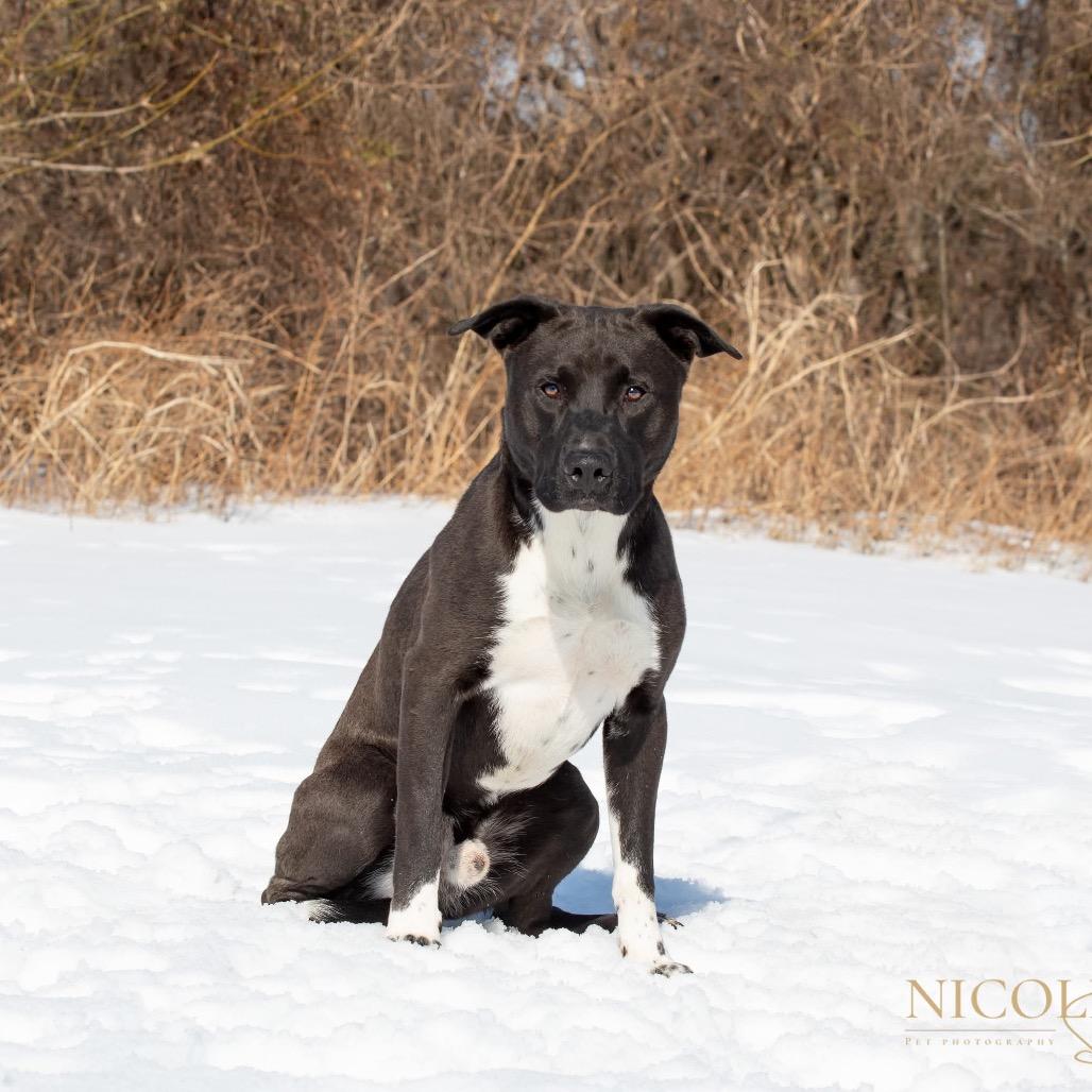 Rouse, a Adoptable mixed breed in Henderson, KY image 4/5