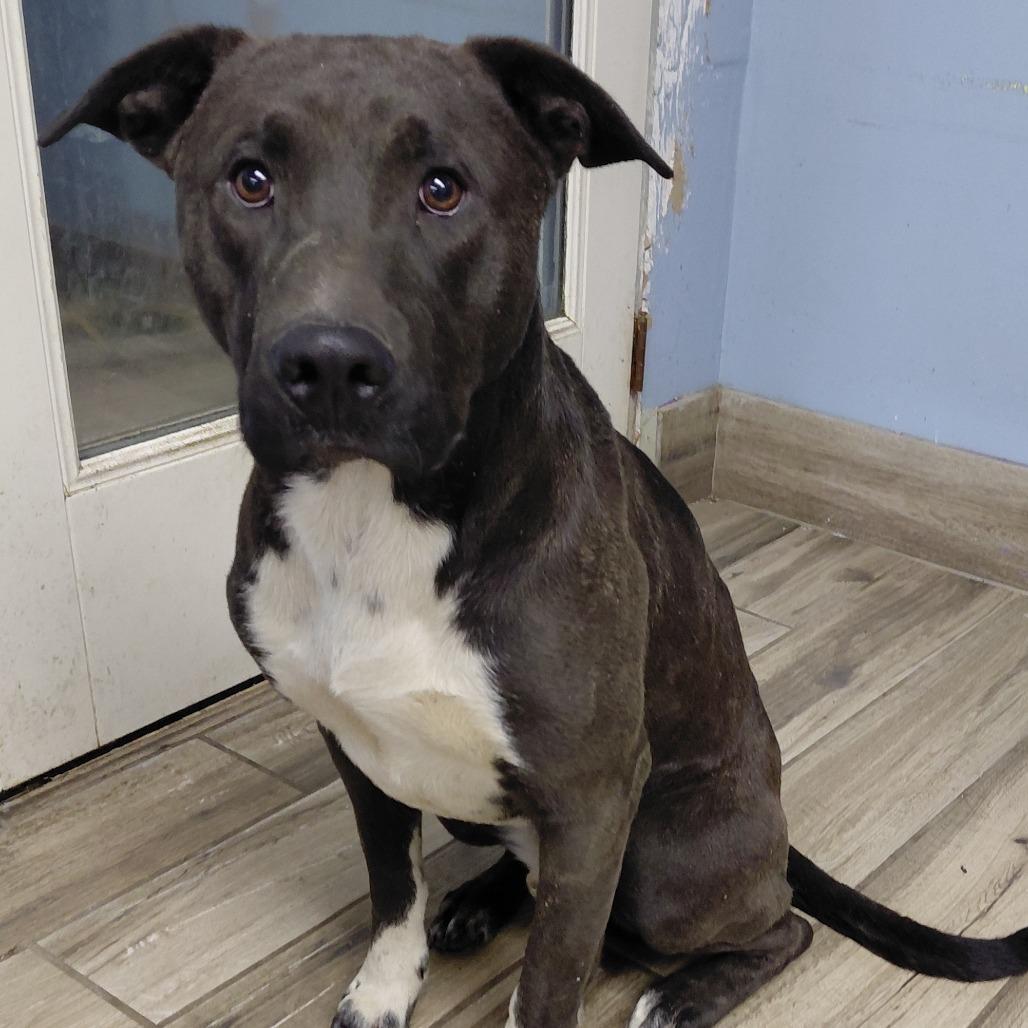 Rouse, a Adoptable mixed breed in Henderson, KY image 5/5