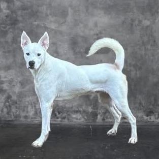 Enlarge Oakley, a Adoptable mixed breed in Weatherford, TX image 1/5