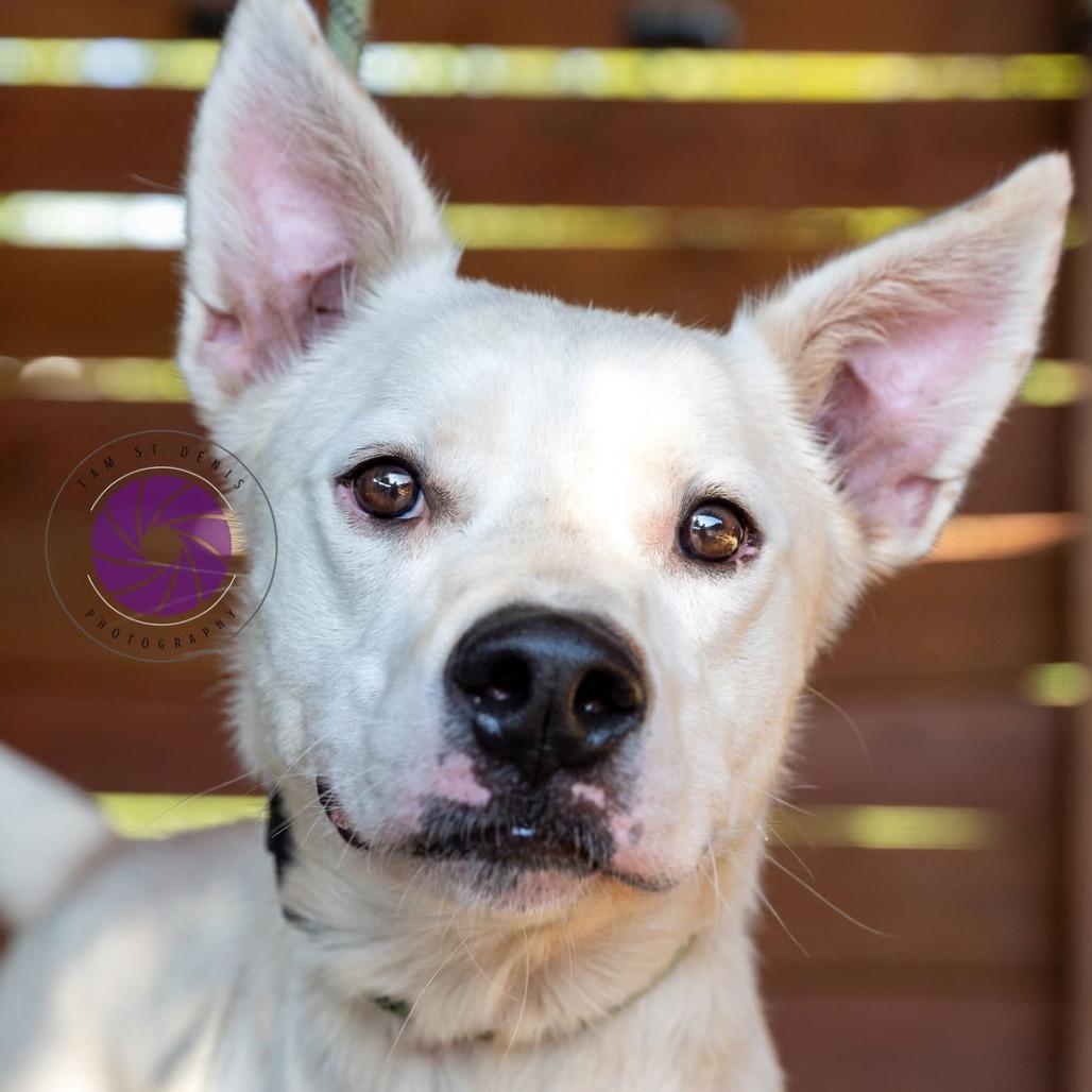 Enlarge Oakley, a Adoptable mixed breed in Weatherford, TX image 3/5