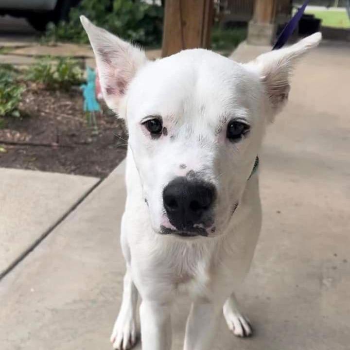 Enlarge Oakley, a Adoptable mixed breed in Weatherford, TX image 4/5