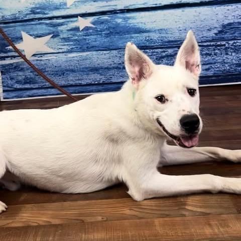 Enlarge Oakley, a Adoptable mixed breed in Weatherford, TX image 4/6