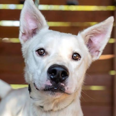 Enlarge Oakley, a Adoptable mixed breed in Weatherford, TX image 5/6