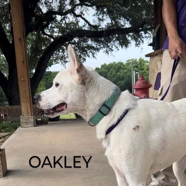 Enlarge Oakley, a Adoptable mixed breed in Weatherford, TX image 5/5